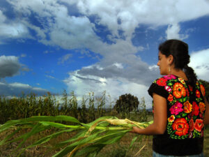 The first maize or corn plants in the world were grown in Mexico thousands of years ago (Images by Adriana Chow)